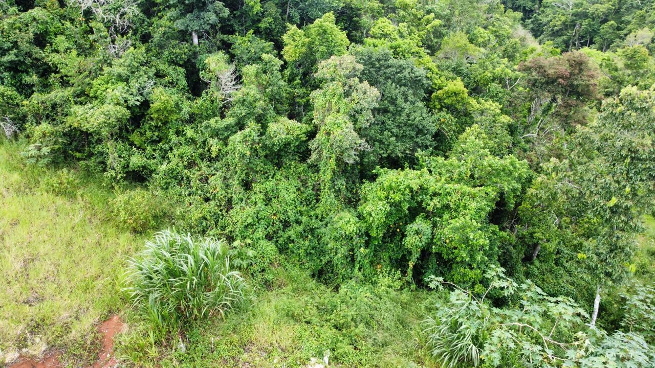 Residential-Lot-for-Sale-in-Hatfield-Manchester-Jamaica-Lot-6-Masons-Run Fourteenth image of Lot 6 Masons Run Hatfield in Hatfield, Manchester, Jamaica - property is For Sale