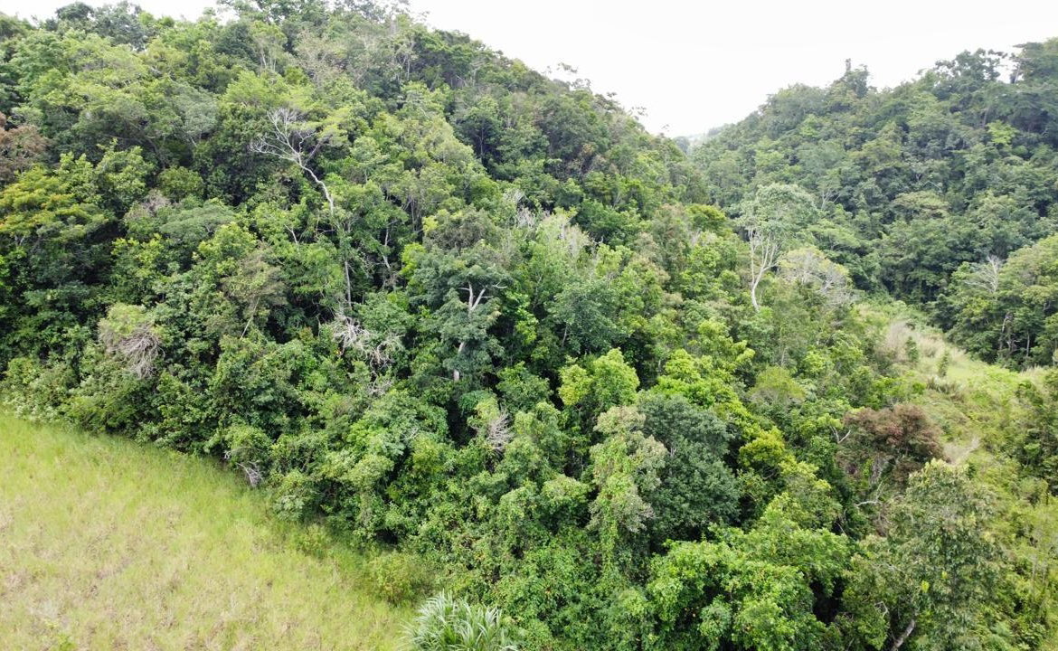 Fifteenth image of Lot 6 Masons Run Hatfield in Hatfield, Manchester, Jamaica - property is For Sale