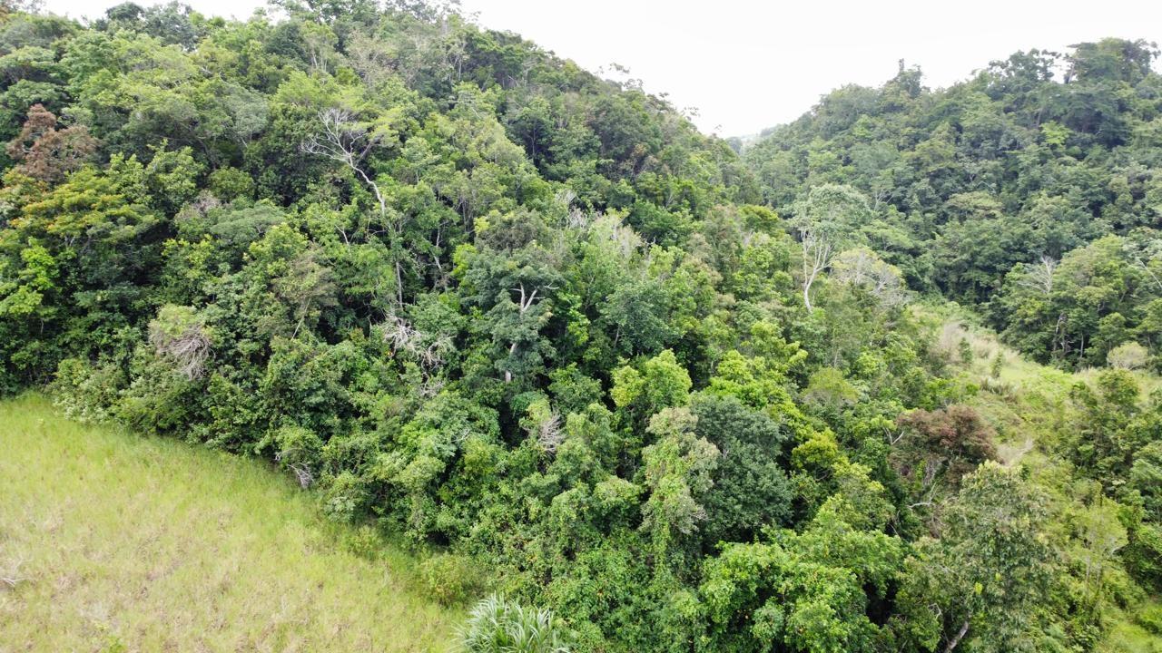 Residential-Lot-for-Sale-in-Hatfield-Manchester-Jamaica-Lot-6-Masons-Run Fifteenth image of Lot 6 Masons Run Hatfield in Hatfield, Manchester, Jamaica - property is For Sale