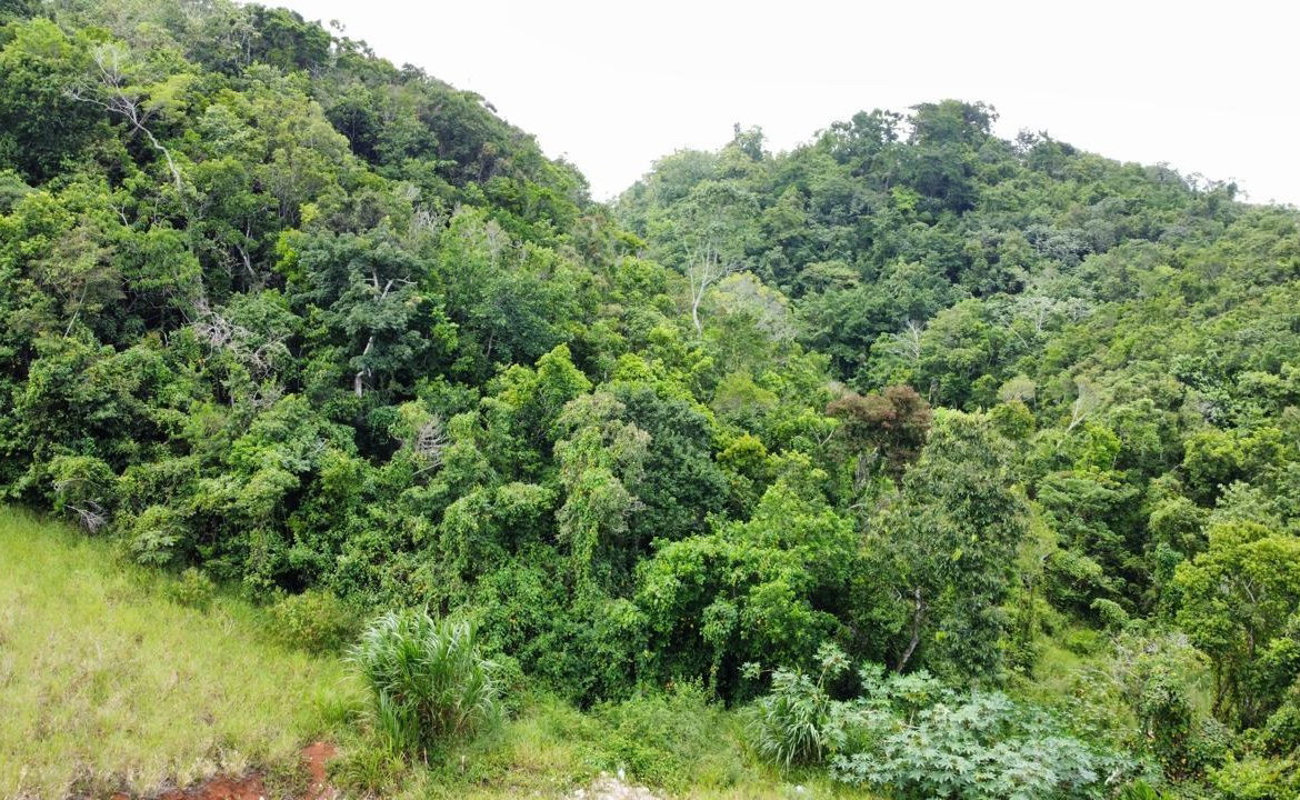 Ninth image of Lot 6 Masons Run Hatfield in Hatfield, Manchester, Jamaica - property is For Sale