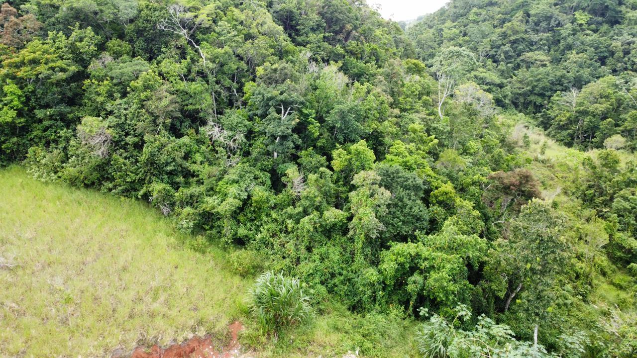 Residential-Lot-for-Sale-in-Hatfield-Manchester-Jamaica-Lot-6-Masons-Run Tenth image of Lot 6 Masons Run Hatfield in Hatfield, Manchester, Jamaica - property is For Sale