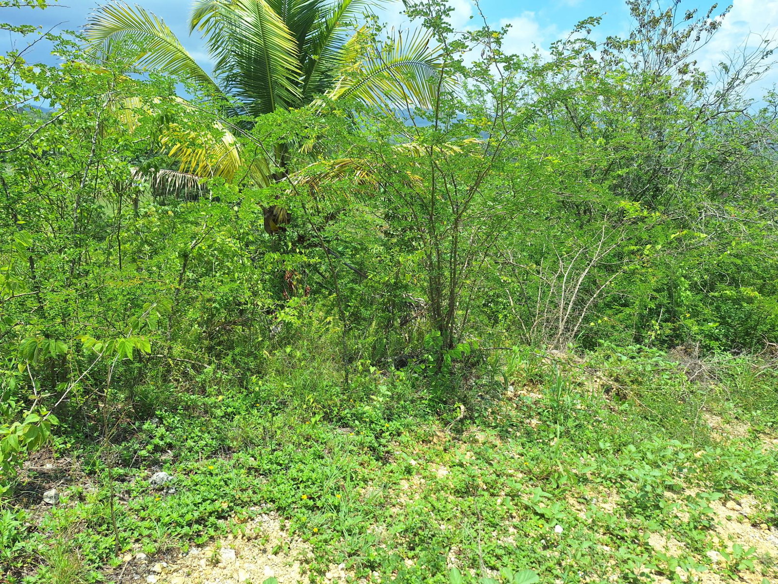 Fifteenth image of Hyde Park in Bog Walk, St. Catherine, Jamaica - property is For Sale