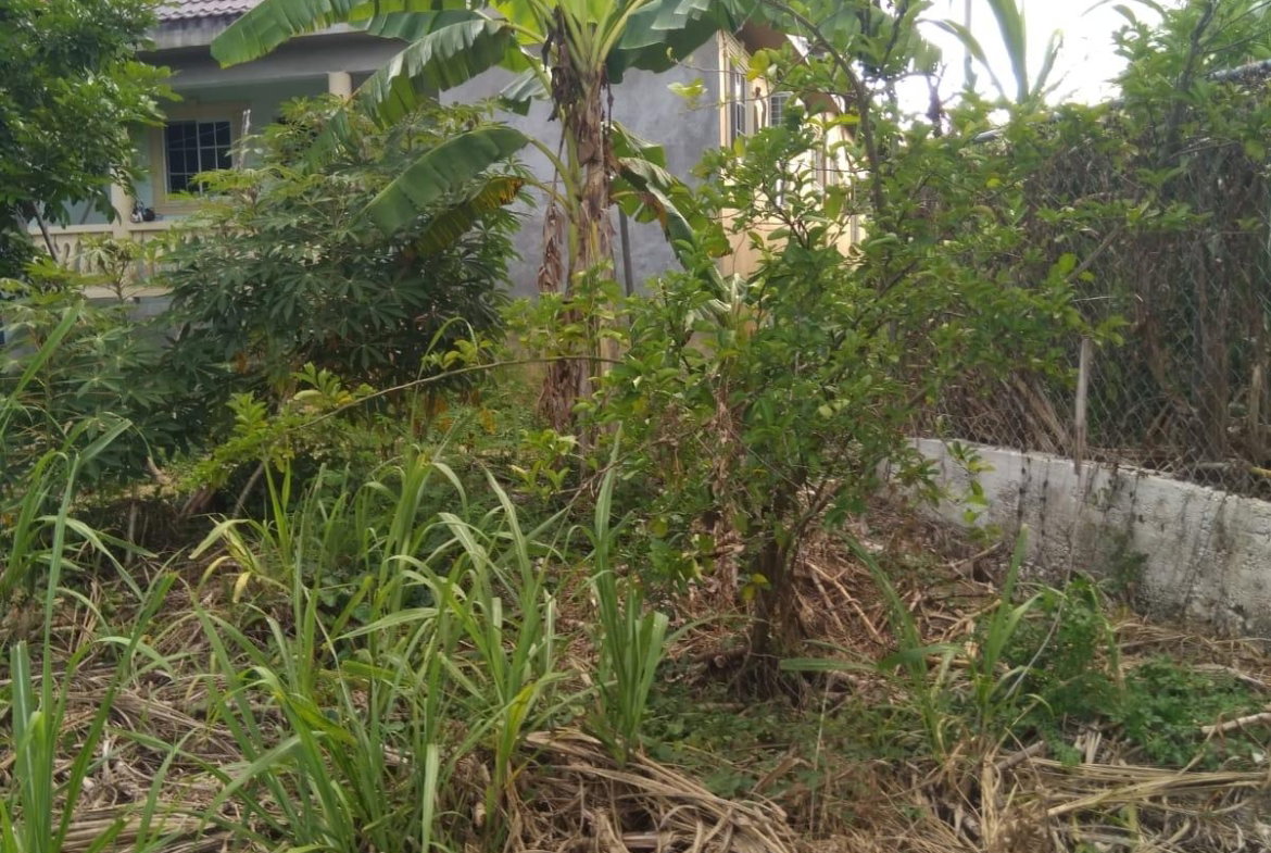 Eighth image of Lot 678 Luana Pen Black r in Black River, St. Elizabeth, Jamaica - property is For Sale