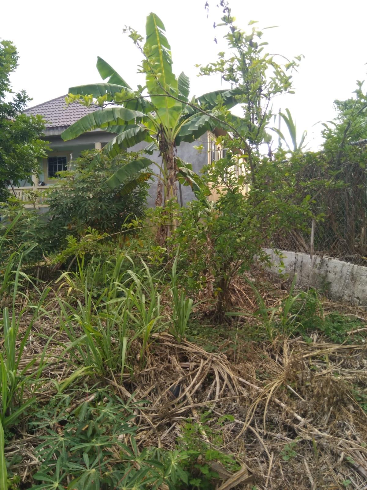 Eighth image of Lot 678 Luana Pen Black r in Black River, St. Elizabeth, Jamaica - property is For Sale