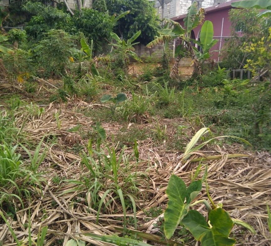 Ninth image of Lot 678 Luana Pen Black r in Black River, St. Elizabeth, Jamaica - property is For Sale