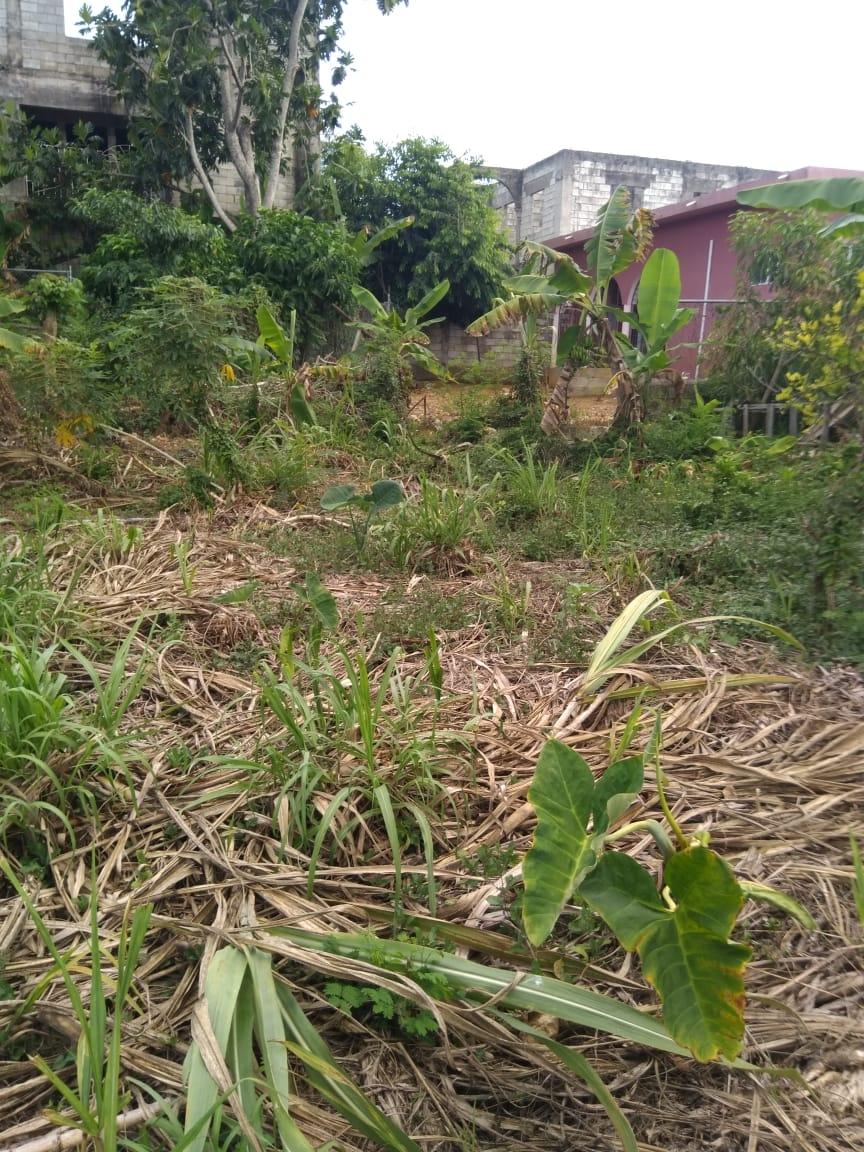 Ninth image of Lot 678 Luana Pen Black r in Black River, St. Elizabeth, Jamaica - property is For Sale