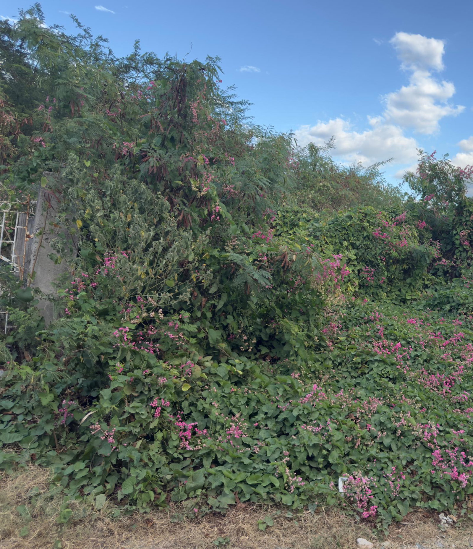 Third image of 55 Old Harbour Glades in Old Harbour, St. Catherine, Jamaica - property is For Sale
