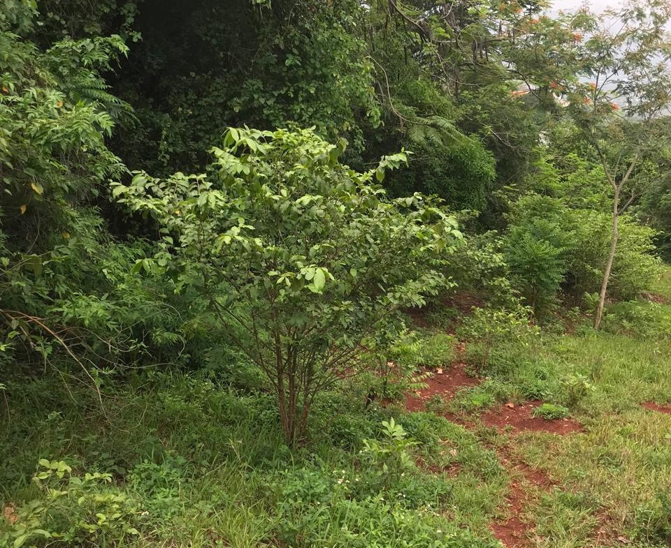 Second image of Sterling Castle Red Hills in Red Hills, St. Andrew, Jamaica - property is For Sale