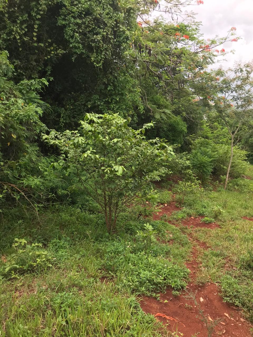 Second image of Sterling Castle Red Hills in Red Hills, St. Andrew, Jamaica - property is For Sale