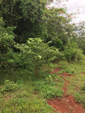 Second image of Sterling Castle Red Hills in Red Hills, St. Andrew, Jamaica - property is For Sale