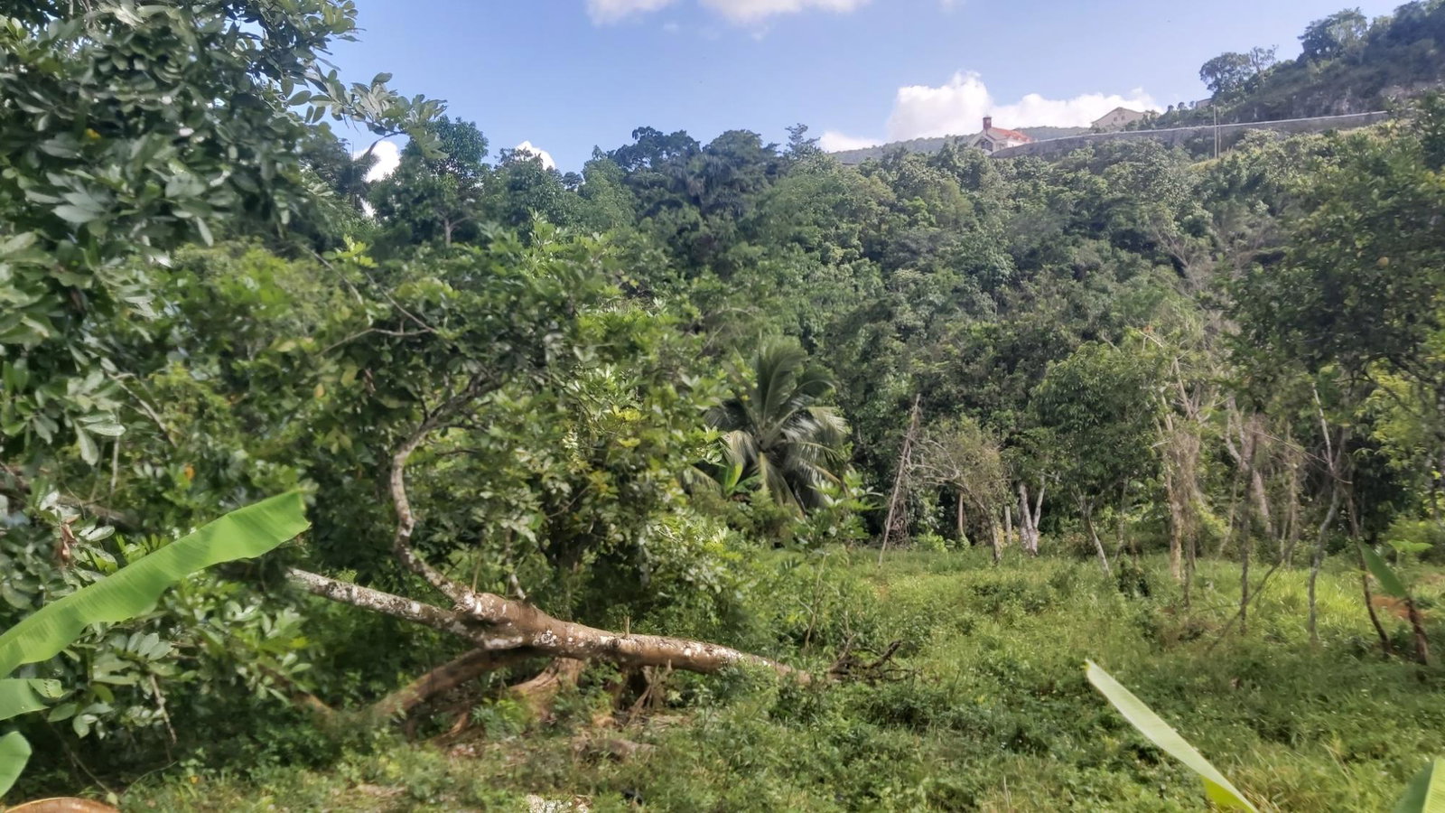 Twelfth image of Thompson Piece in Walderston, Manchester, Jamaica - property is For Sale