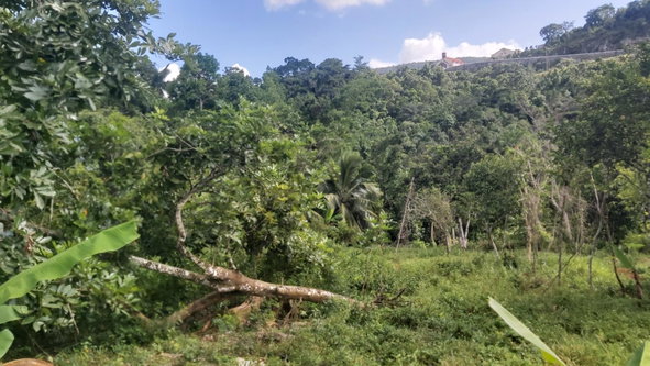 Twelfth image of Thompson Piece in Walderston, Manchester, Jamaica - property is For Sale