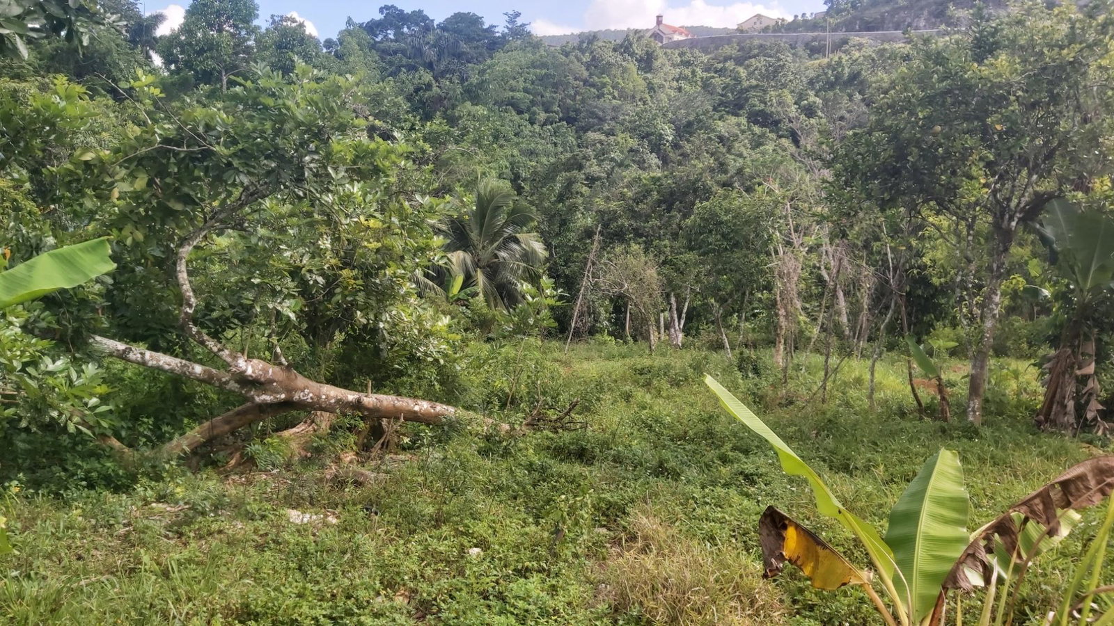 Thirteenth image of Thompson Piece in Walderston, Manchester, Jamaica - property is For Sale