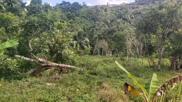 Thirteenth image of Thompson Piece in Walderston, Manchester, Jamaica - property is For Sale