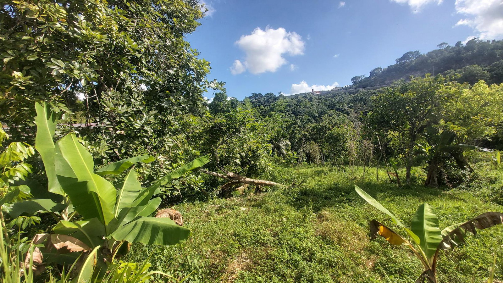 Fifth image of Thompson Piece in Walderston, Manchester, Jamaica - property is For Sale