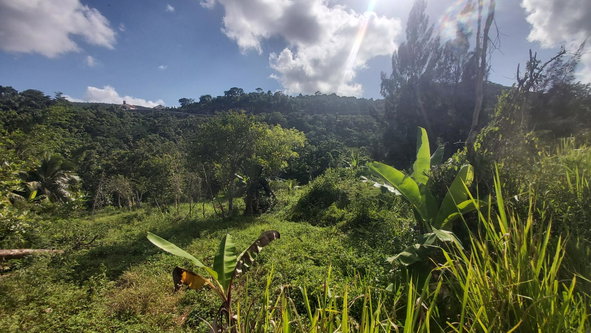 Seventh image of Thompson Piece in Walderston, Manchester, Jamaica - property is For Sale