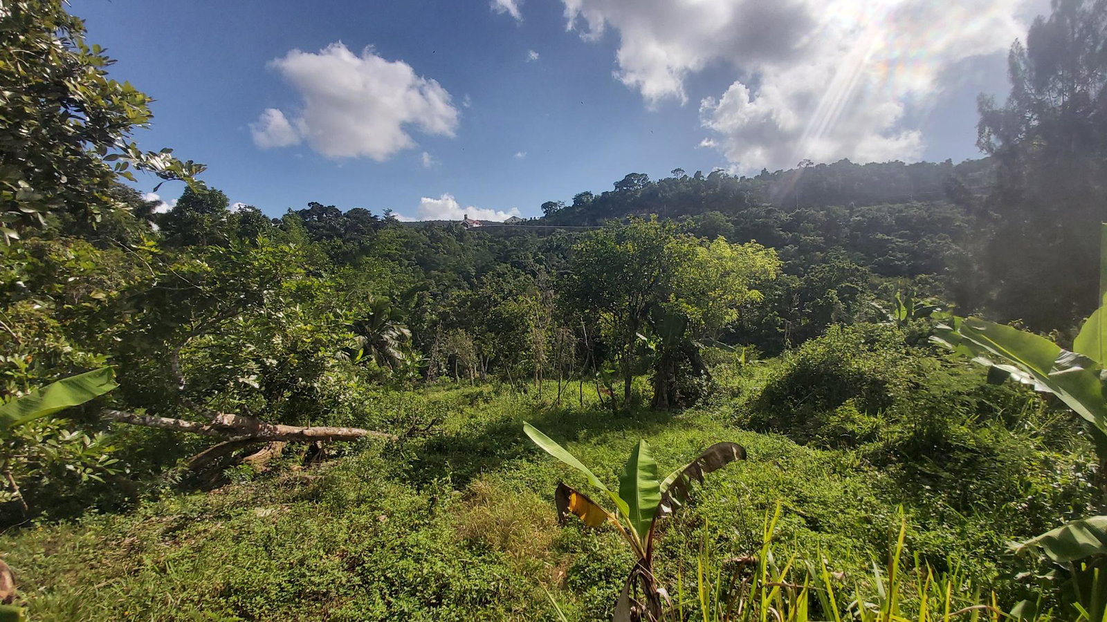 Eighth image of Thompson Piece in Walderston, Manchester, Jamaica - property is For Sale