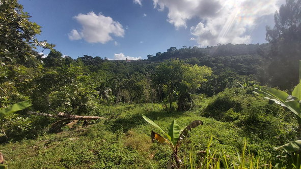 Eighth image of Thompson Piece in Walderston, Manchester, Jamaica - property is For Sale