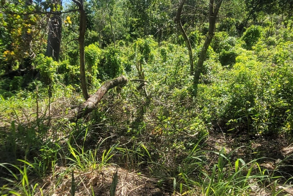 Second image of Victoria Town in Victoria Town, Manchester, Jamaica - property is For Sale