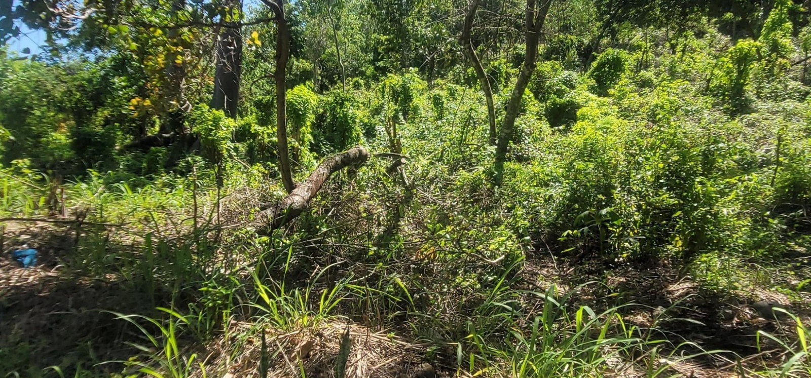 Second image of Victoria Town in Victoria Town, Manchester, Jamaica - property is For Sale