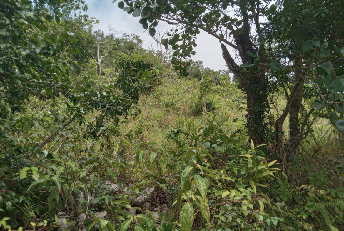 Second image of Welcome, Alexandria St. a in Alexandria, St. Ann, Jamaica - property is For Sale