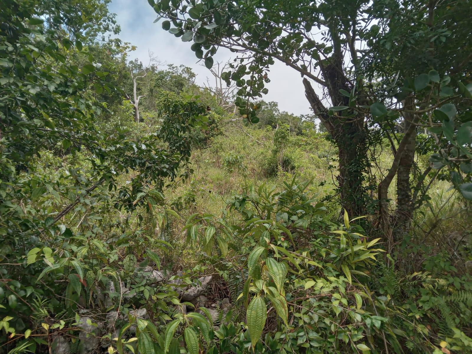 Residential-Lot-for-Sale-in-Welcome-Alexandria-St.-Ann-Jamaica-–-0.66-Acres-with-Well Second image of Welcome, Alexandria St. a in Alexandria, St. Ann, Jamaica - property is For Sale