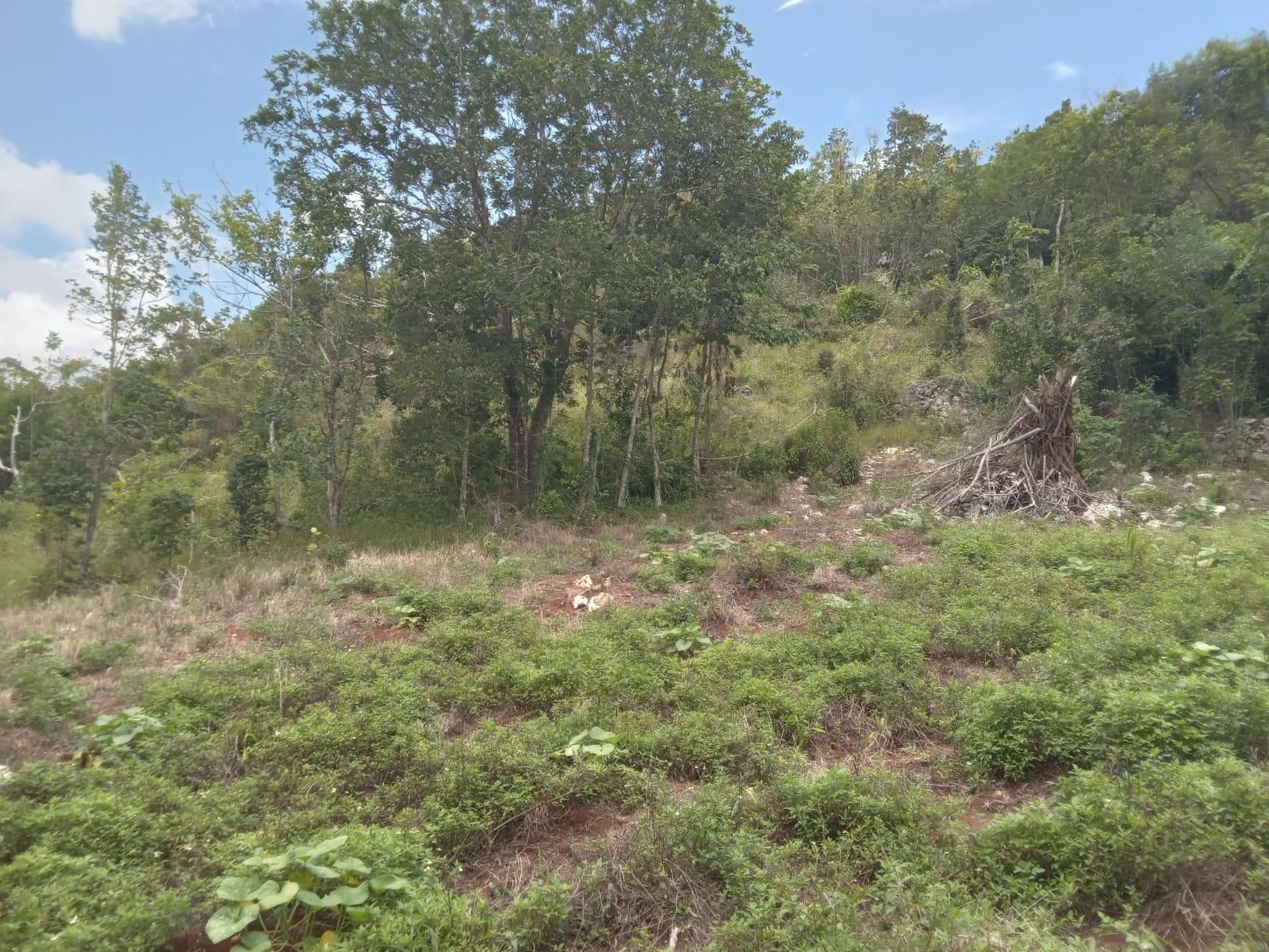 Residential-Lot-for-Sale-in-Welcome-Alexandria-St.-Ann-Jamaica-–-0.66-Acres-with-Well Eleventh image of Welcome, Alexandria St. a in Alexandria, St. Ann, Jamaica - property is For Sale