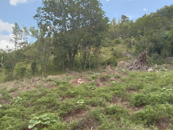 Eleventh image of Welcome, Alexandria St. a in Alexandria, St. Ann, Jamaica - property is For Sale