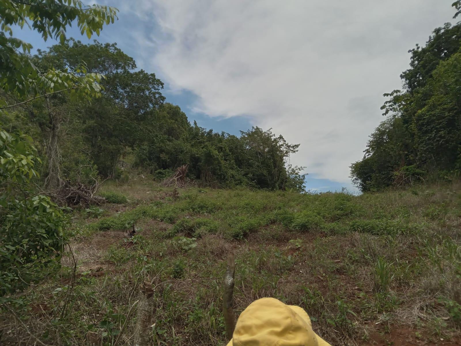 Residential-Lot-for-Sale-in-Welcome-Alexandria-St.-Ann-Jamaica-–-0.66-Acres-with-Well Twelfth image of Welcome, Alexandria St. a in Alexandria, St. Ann, Jamaica - property is For Sale