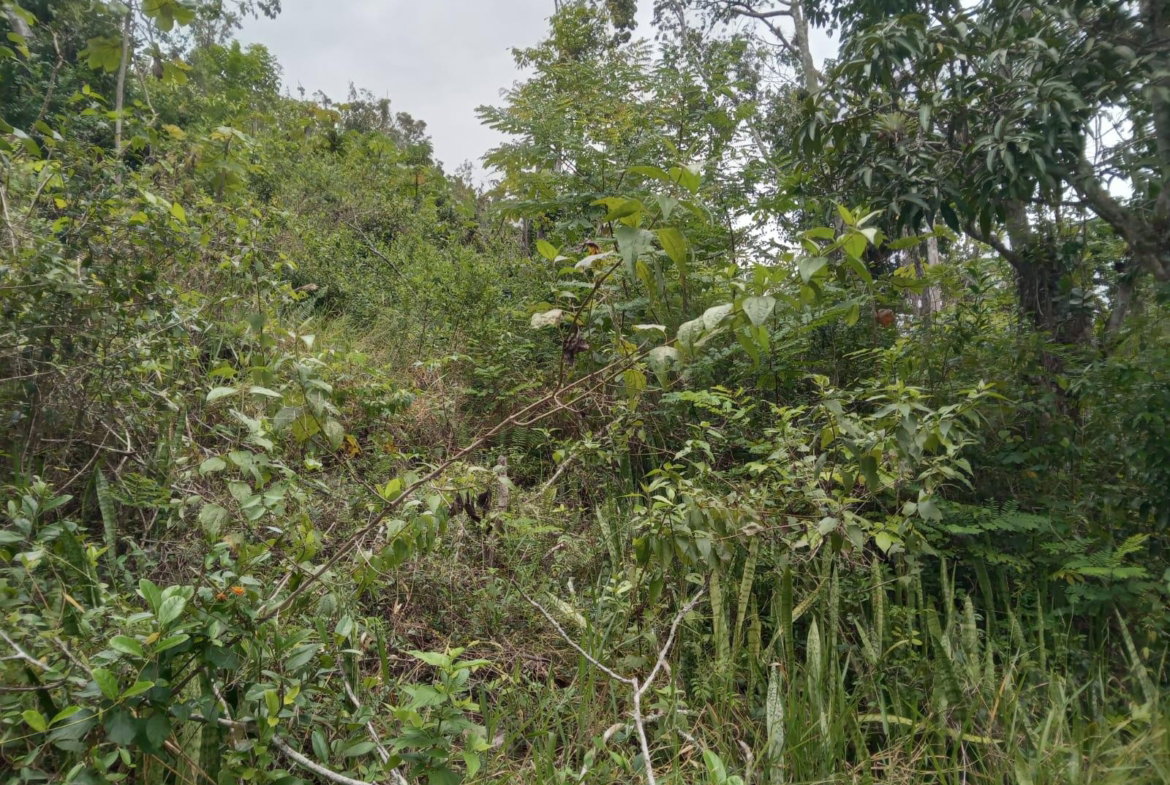 First image of Welcome, Alexandria St. a in Alexandria, St. Ann, Jamaica - property is For Sale