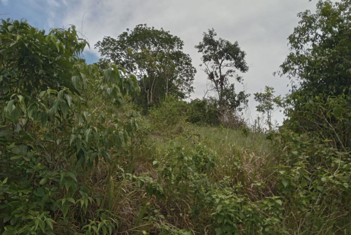 Thirteenth image of Welcome, Alexandria St. a in Alexandria, St. Ann, Jamaica - property is For Sale