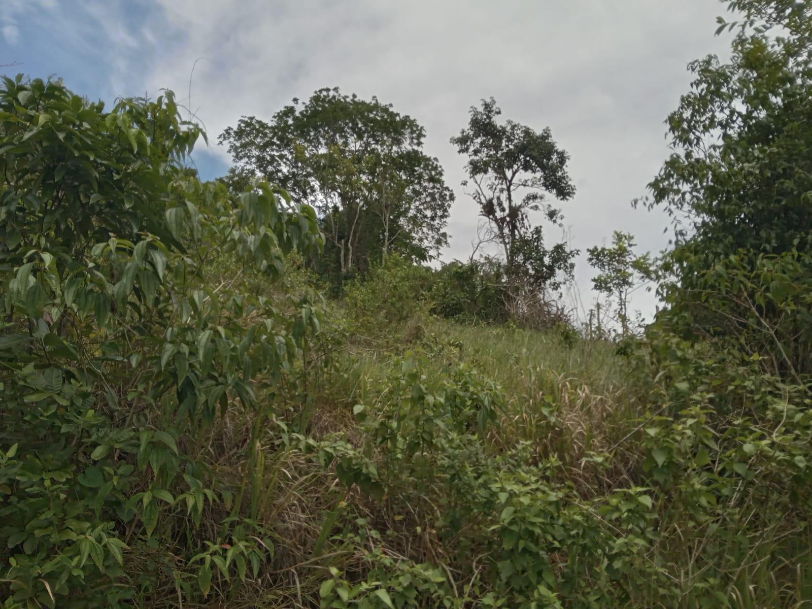 Residential-Lot-for-Sale-in-Welcome-Alexandria-St.-Ann-Jamaica-–-0.66-Acres-with-Well Thirteenth image of Welcome, Alexandria St. a in Alexandria, St. Ann, Jamaica - property is For Sale