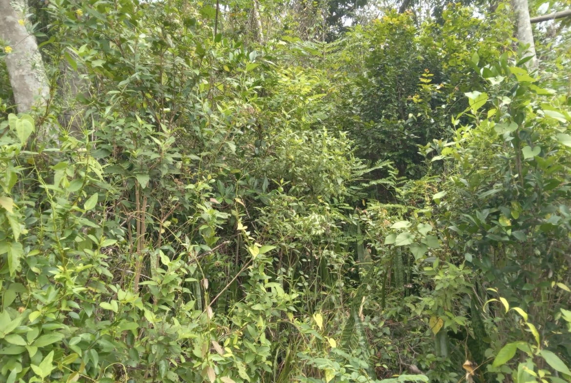 Third image of Welcome, Alexandria St. a in Alexandria, St. Ann, Jamaica - property is For Sale