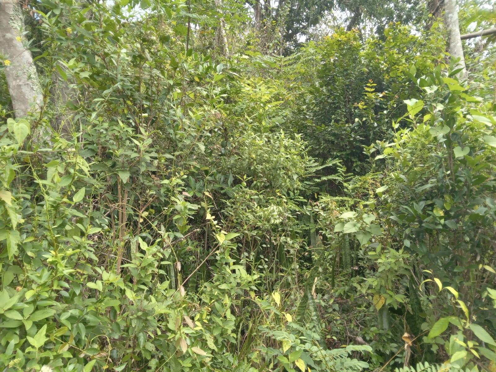 Residential-Lot-for-Sale-in-Welcome-Alexandria-St.-Ann-Jamaica-–-0.66-Acres-with-Well Third image of Welcome, Alexandria St. a in Alexandria, St. Ann, Jamaica - property is For Sale