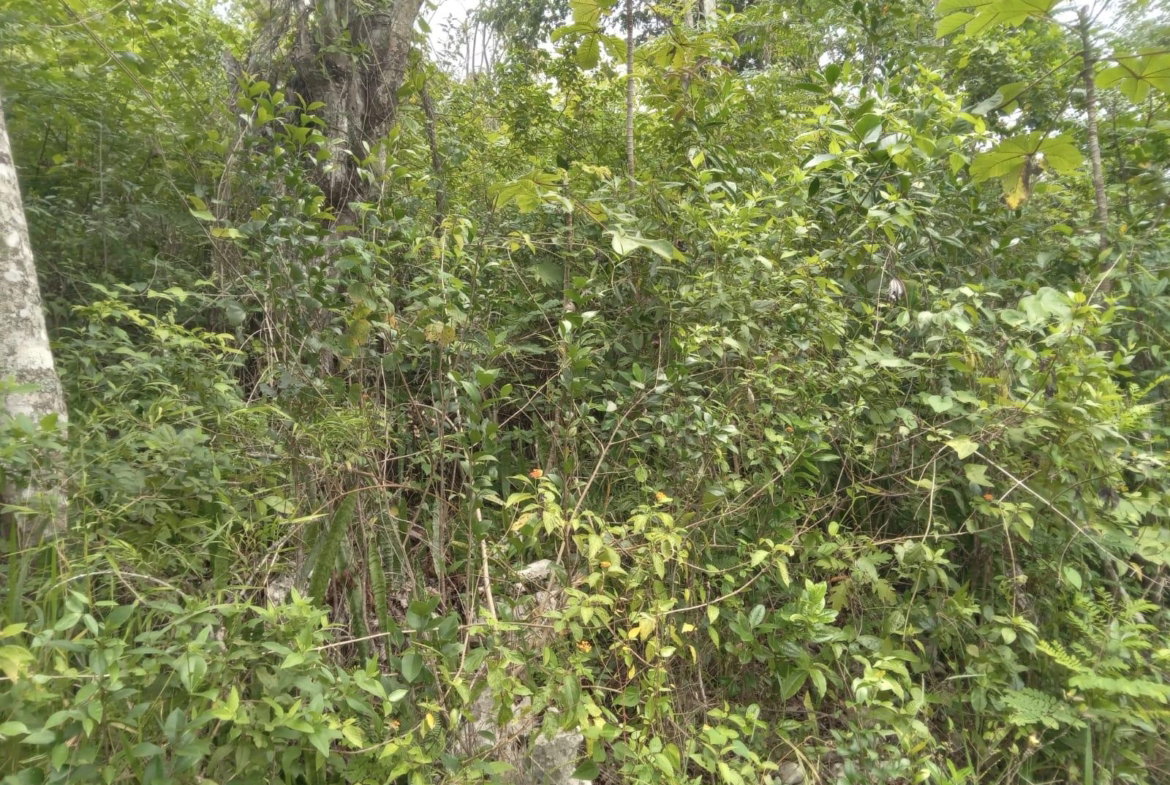 Fourth image of Welcome, Alexandria St. a in Alexandria, St. Ann, Jamaica - property is For Sale