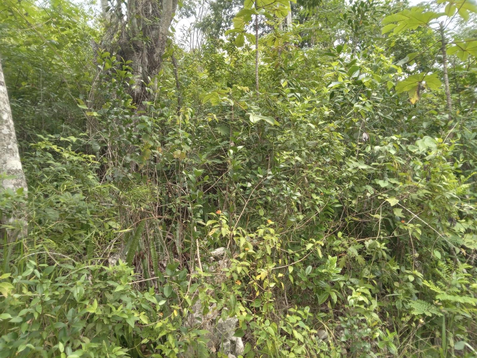 Residential-Lot-for-Sale-in-Welcome-Alexandria-St.-Ann-Jamaica-–-0.66-Acres-with-Well Fourth image of Welcome, Alexandria St. a in Alexandria, St. Ann, Jamaica - property is For Sale
