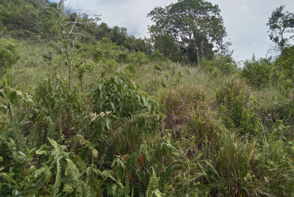 Fifth image of Welcome, Alexandria St. a in Alexandria, St. Ann, Jamaica - property is For Sale