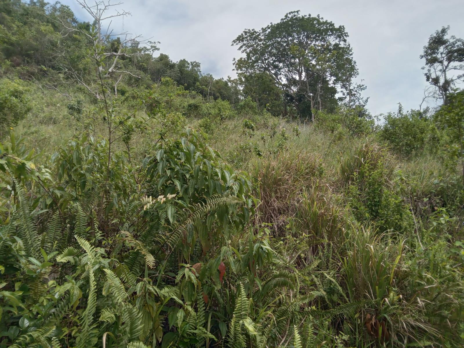 Residential-Lot-for-Sale-in-Welcome-Alexandria-St.-Ann-Jamaica-–-0.66-Acres-with-Well Fifth image of Welcome, Alexandria St. a in Alexandria, St. Ann, Jamaica - property is For Sale