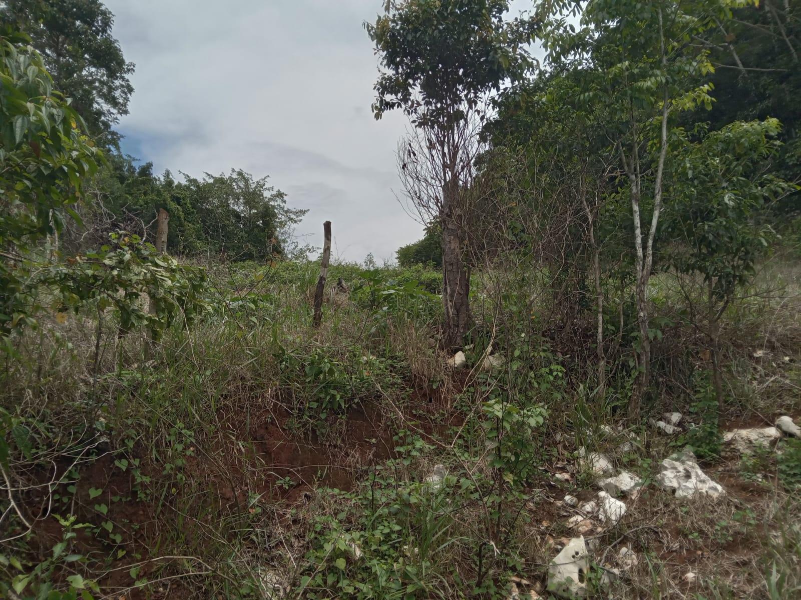 Residential-Lot-for-Sale-in-Welcome-Alexandria-St.-Ann-Jamaica-–-0.66-Acres-with-Well Sixth image of Welcome, Alexandria St. a in Alexandria, St. Ann, Jamaica - property is For Sale