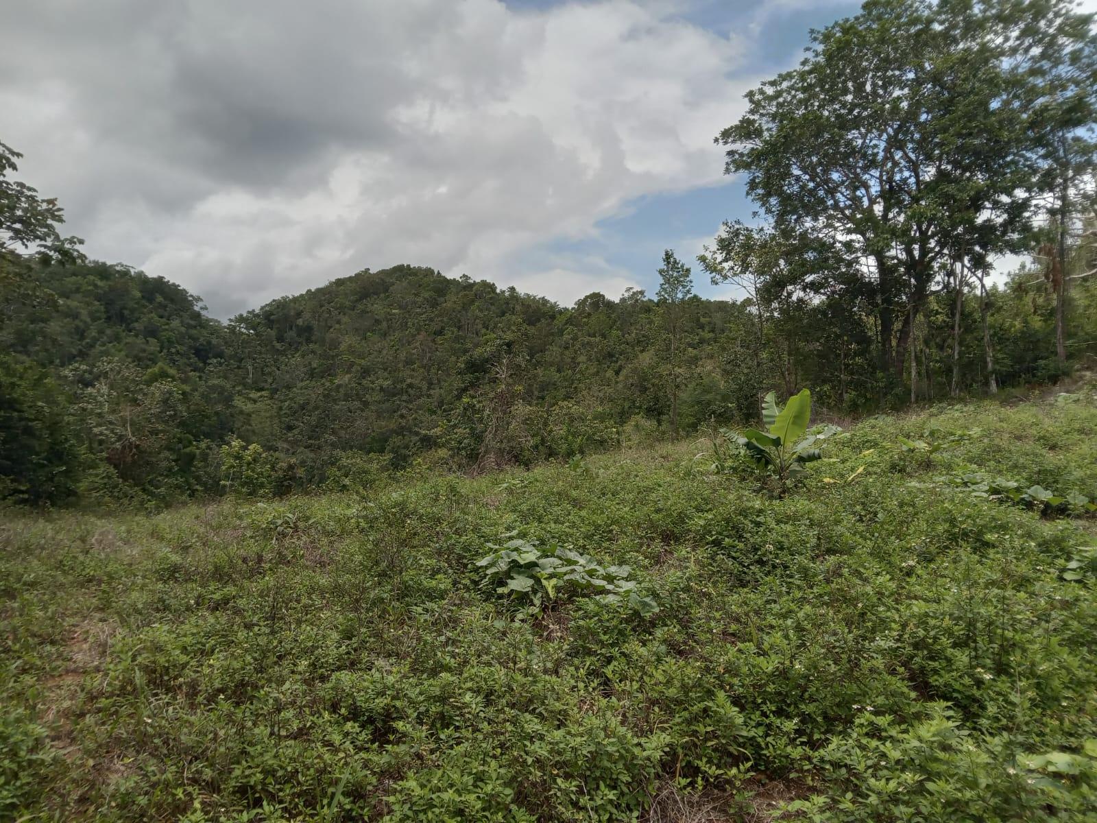 Residential-Lot-for-Sale-in-Welcome-Alexandria-St.-Ann-Jamaica-–-0.66-Acres-with-Well Eighth image of Welcome, Alexandria St. a in Alexandria, St. Ann, Jamaica - property is For Sale