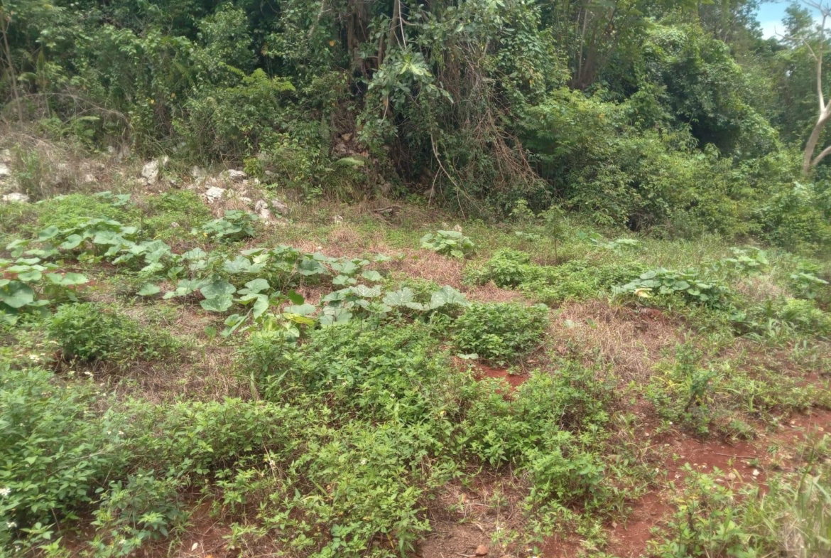 Ninth image of Welcome, Alexandria St. a in Alexandria, St. Ann, Jamaica - property is For Sale