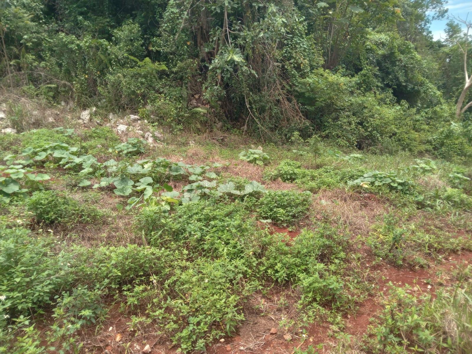 Residential-Lot-for-Sale-in-Welcome-Alexandria-St.-Ann-Jamaica-–-0.66-Acres-with-Well Ninth image of Welcome, Alexandria St. a in Alexandria, St. Ann, Jamaica - property is For Sale