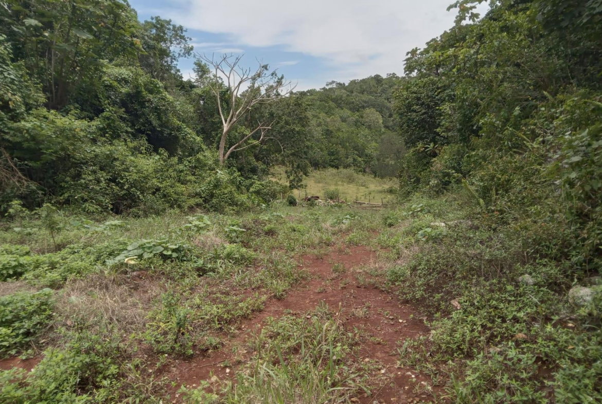 Tenth image of Welcome, Alexandria St. a in Alexandria, St. Ann, Jamaica - property is For Sale