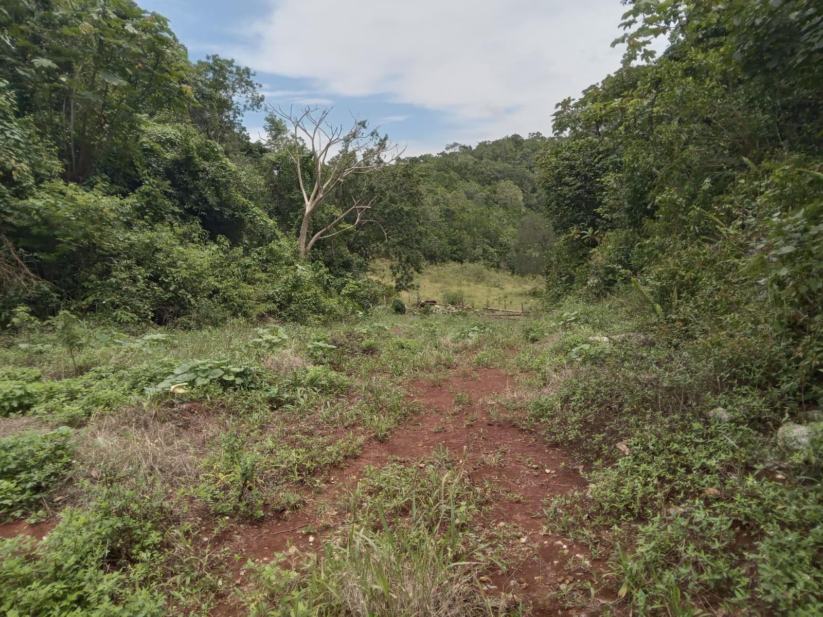 Residential-Lot-for-Sale-in-Welcome-Alexandria-St.-Ann-Jamaica-–-0.66-Acres-with-Well Tenth image of Welcome, Alexandria St. a in Alexandria, St. Ann, Jamaica - property is For Sale
