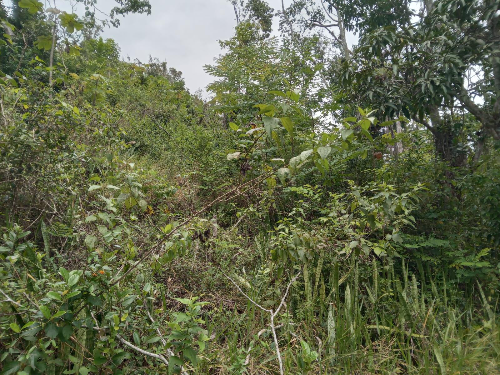 Residential-Lot-for-Sale-in-Welcome-Alexandria-St.-Ann-Jamaica-–-0.66-Acres-with-Well First image of Welcome, Alexandria St. a in Alexandria, St. Ann, Jamaica - property is For Sale