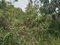 First image of Welcome, Alexandria St. a in Alexandria, St. Ann, Jamaica - property is For Sale