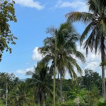 First image of Lot 6 Bynloss Linstead in Linstead, St. Catherine, Jamaica - property is For Sale