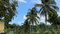 First image of Lot 6 Bynloss Linstead in Linstead, St. Catherine, Jamaica - property is For Sale