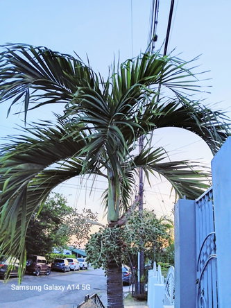 Fifteenth image of 18 Ridgeway Road in Kingston 19, St. Andrew, Jamaica - property is For Rent