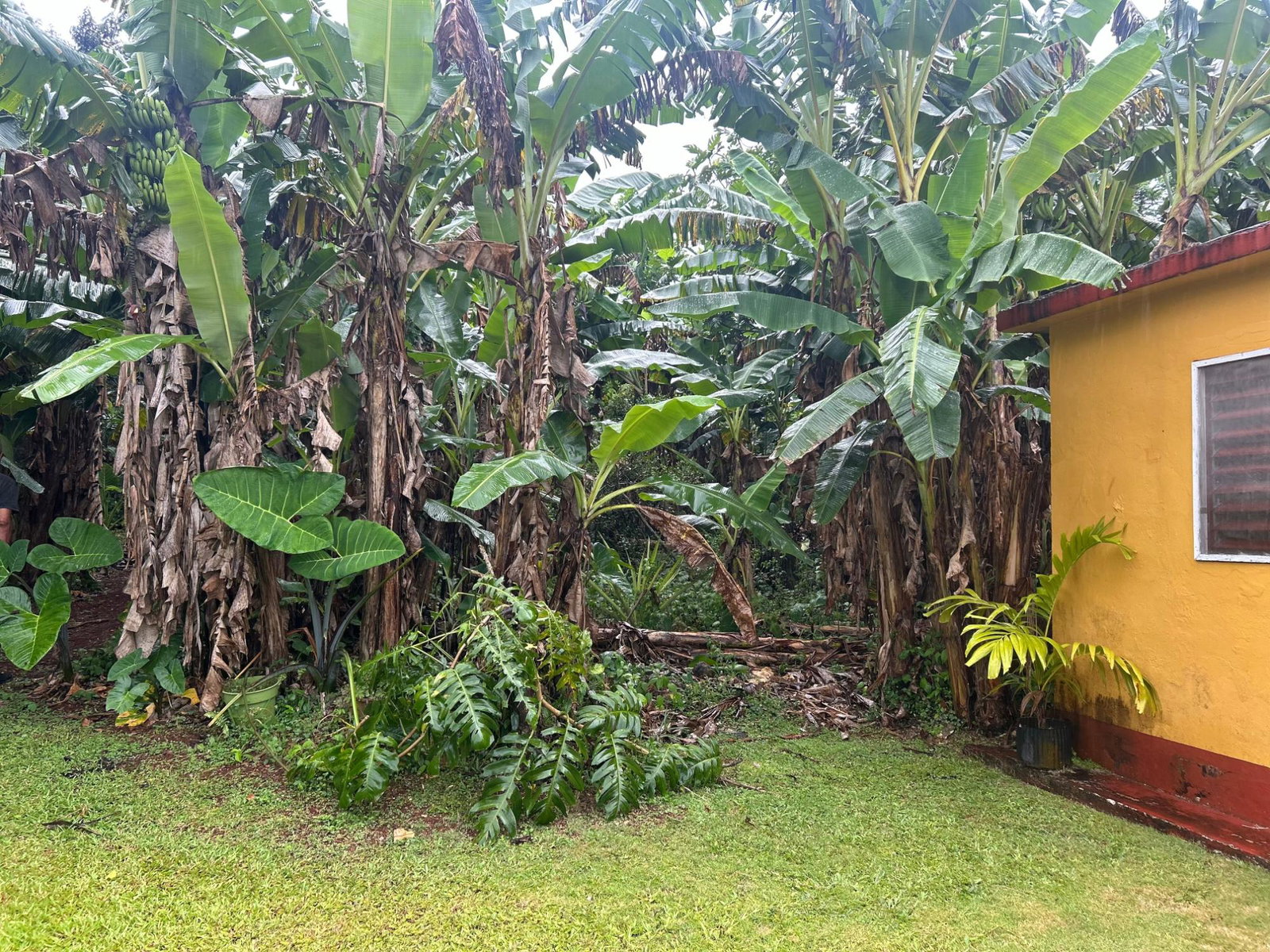 Sixteenth image of 35 Huntley Cres in Huntley, St. Ann, Jamaica - property is For Sale